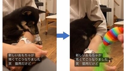 新しいおもちゃが怖くて腕の中に顔すっぽり! 可愛すぎる子犬の姿が話題…その後は遊んでいるの? 飼い主に聞いた