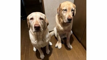 「ねっっっっむぅ…」ショボショボな目でお見送りする愛犬2匹が健気…眠くても毎日のことなのか飼い主に聞いた