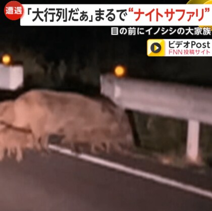 「大行列だぁ～」17頭のイノシシとウリ坊が道路を横断…まるで“ナイトサファリ”に喜ぶ子ども　民家と近く懸念も　岡山・玉野市