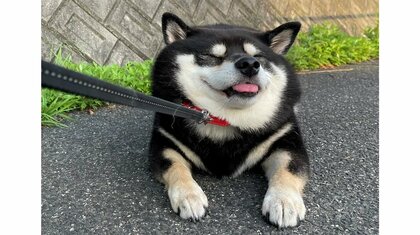 散歩中の柴犬が“寝たフリ”で帰宅拒否…魔法の言葉「おやつ」で説得？その後を飼い主に聞いた
