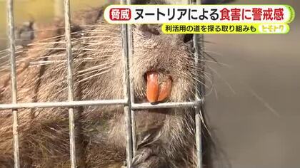 大型のネズミ”ヌートリア”を食べる!?　生息域拡大で食害に警戒感　農業被害は全国で年間 約5000万円　利活用の道を探る取り組みも