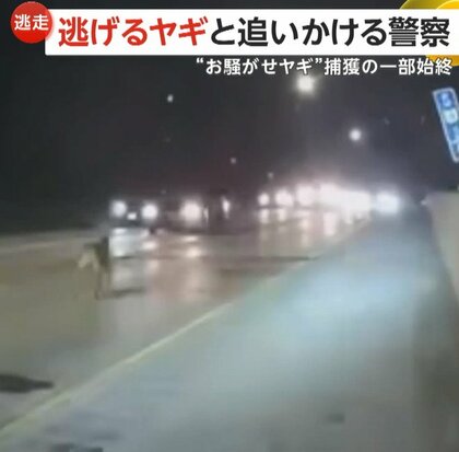 高速道路封鎖も…逃走する“お騒がせヤギ”を追いかける警察の悪戦苦闘　確保後「逃亡者」と命名　アメリカ・オハイオ州