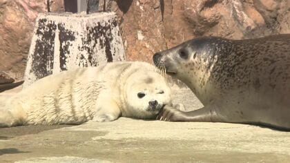 【3連休】穏やかな日差しに恵まれ“墓参り日和”でスタート…旭山動物園ではアザラシの赤ちゃんに人だかり…道の駅では“鮭まつり” サケとパンがコラボした新グルメが目白押し〈北海道〉