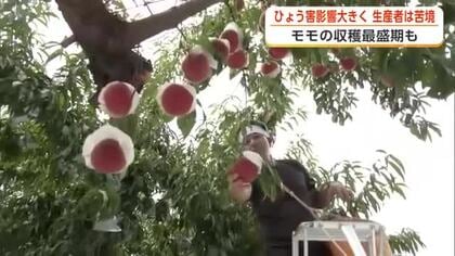 「破産してしまう」ひょう被害大きく苦境に立つ果樹農家　モモの収穫最盛期も実の多くに傷　秋田・横手市