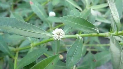 繁殖力が強く農業被害なども…”地球上最悪の侵略植物”南米原産の水草が県内初確認【岡山】