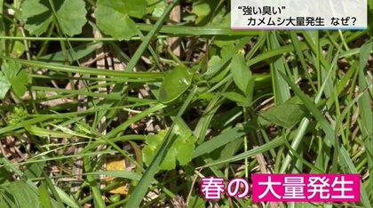 強烈なニオイで敬遠される「カメムシ」が季節外れの大量発生？　その原因と対策を専門家に聞いた【宮崎発】