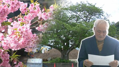 「なぜ切った？」住民が怒り　”桜の町”でシンボルの河津桜を伐採　新規出店計画を町も了承【静岡発】