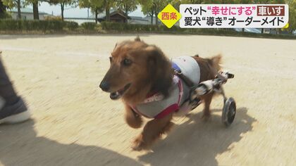 四国初“完全オーダーメイド” ペット専用の車いす 犬や猫を元気に…きっかけは愛犬との別れ【愛媛発】