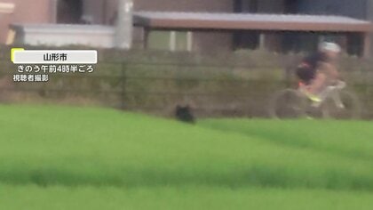 【独自】熊出没!市街地に現れたクマが自転車男性とニアミスの瞬間をカメラがとらえる ドローンで捜索・麻酔銃命中も逃走中 山形市