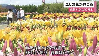 60品種10万本のユリが咲き誇る　赤や黄色、白の花が園内を鮮やかに彩る　開花は例年より1週間早め　6月下旬まで見ごろ　兵庫・丹波篠山市