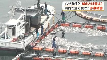 立て続けに赤潮被害　なぜ発生？　傾向と対策は？【鹿児島】