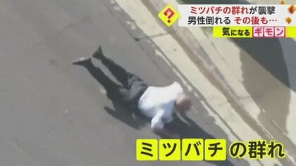 【ミツバチ大群が襲撃】住宅の屋根下から“数千匹”　男性が数十カ所刺され病院搬送…命に別条なし　米・ロサンゼルス