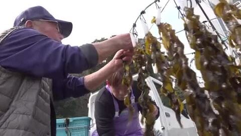 天然ワカメの収穫始まる　新芽のワカメは柔らかく香りも良く一番おいしい