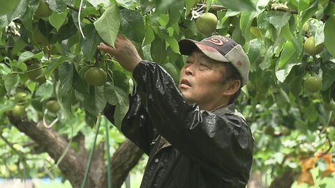 九州北部豪雨9年 大規模土砂崩れ現場には特産のナシの団地 教訓を防災に生かす地域も　大分県日田市
