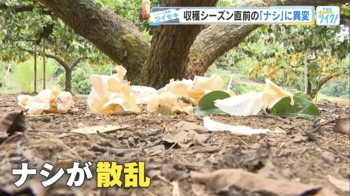 クマに食べられたナシが散乱する三上観光農園