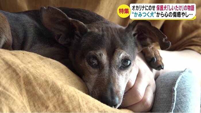 ようやく穏やかな日々が…