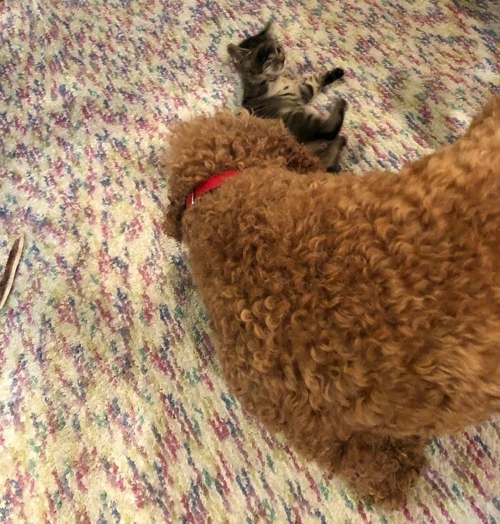 赤ちゃんの頃にリクくんと遊んでいる様子