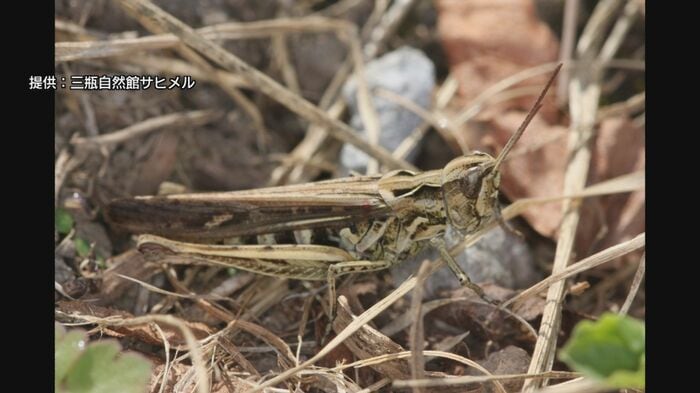 通常のヒナバッタ(茶色)