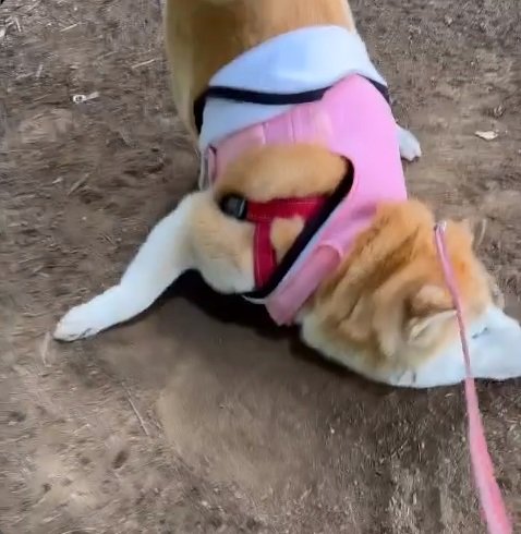 飼い主さんが撮っていた、「顔が半分汚れちゃう」直前のヒナちゃん。地面に顔をこすりつけてゴロゴロ!