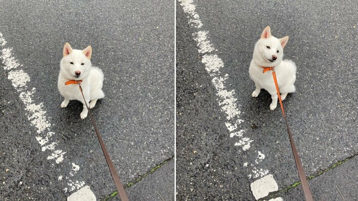 動物病院の帰り道、自宅に戻りたがらないことも