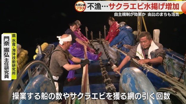 サクラエビ漁