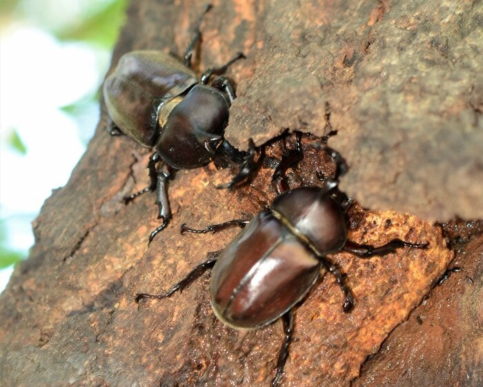 陽がのぼってから樹液を楽しむカブトムシ(提供:小島講師)