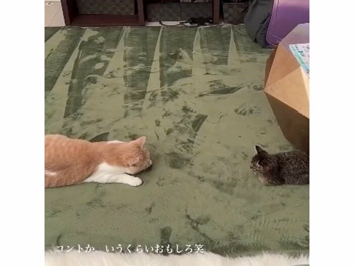 提供:たーにゃ。さん