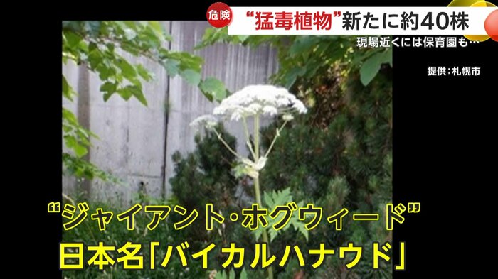 猛毒植物の日本名「バイカルハナウド」