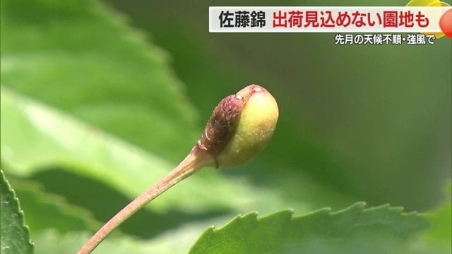 5月28日に公表された作柄調査の結果によると着果数1.3個で、平年の1.8個・2024年の1.6個を下回る