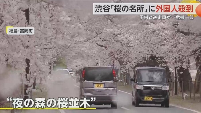 福島・富岡町の「夜の森の桜並木」