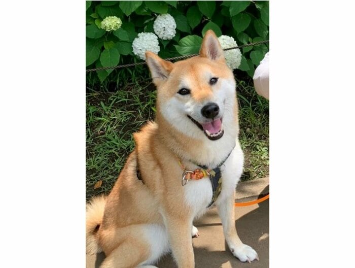 心くん(提供:柴犬 しんさん)