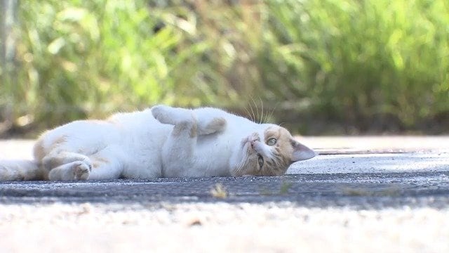 南木曽駅周辺の地域猫