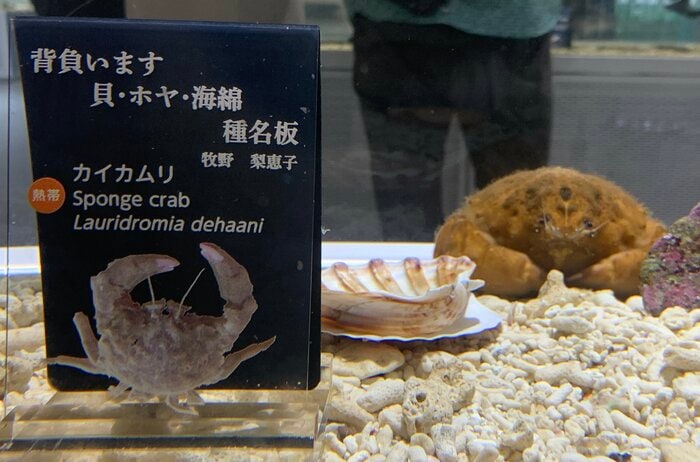 背負わないんかい!(画像:NIFREL公式Twitterより)