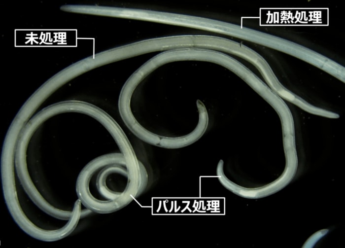未処理・パルス処理したアニサキスは外皮付近が透明であるが、加熱処理は外皮まで白濁(たんぱく質が変性)している。(出典:熊本大学)