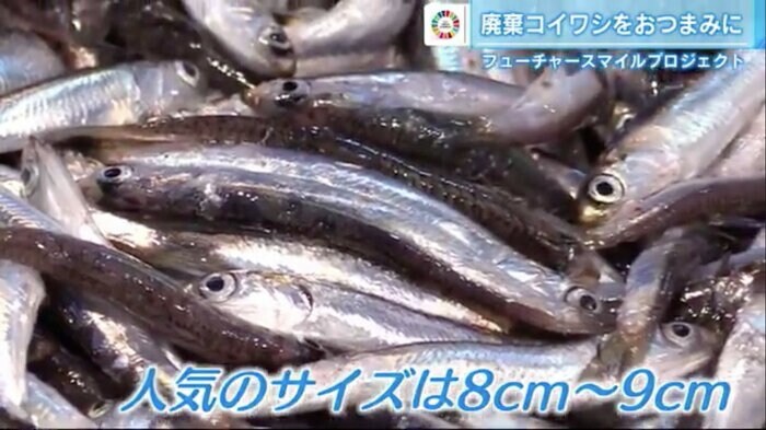 水揚げされたコイワシ