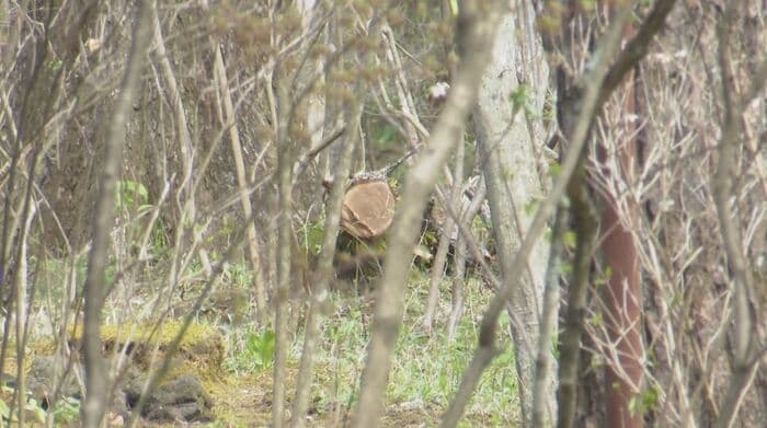 事故現場の別荘地