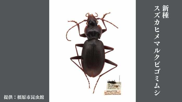 新種「スズカヒメマルクビゴミムシ」提供:橿原市昆虫館