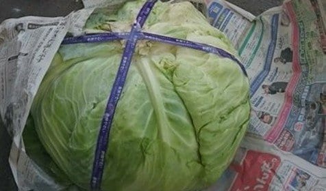 昨年購入した札幌大球
