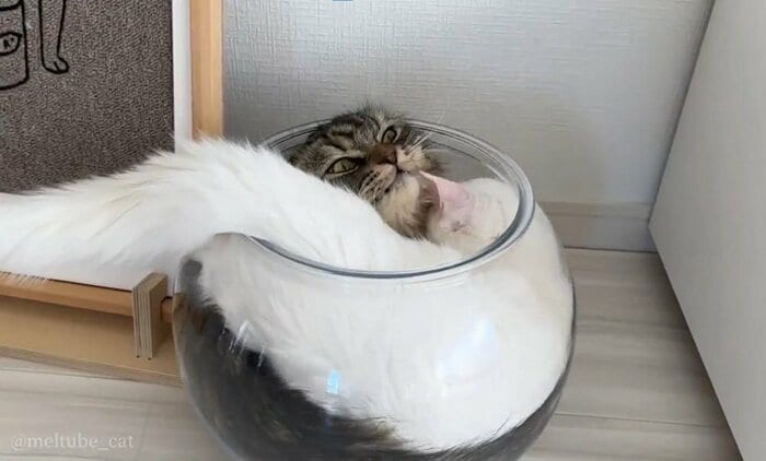 ボウルの中には既にメルくんが入っていた