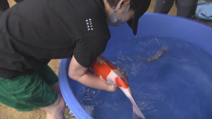 ニシキゴイを桶へ