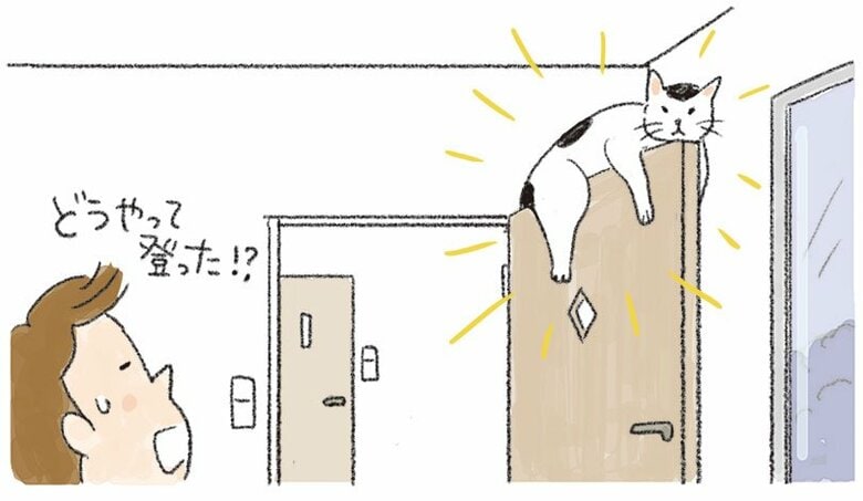 【猫あるある漫画】なんでそんなに猫しぐさ　第7回「なぜそこに…？猫の居場所はときどき不思議」｜FNNプライムオンライン