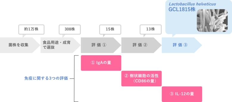 3つの免疫評価から最有力の乳酸菌を発見 Lactobacillus helveticus GCL1815株