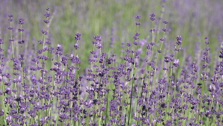 「いい匂い」　青空に映える紫色のラベンダー　早咲きの花が見頃に　摘み取り体験やワークショップも人気　7月20日まで祭りも｜FNNプライムオンライン