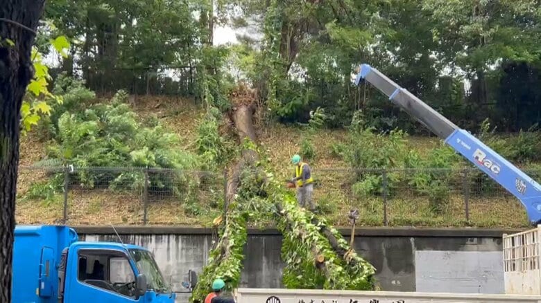 「木が倒れて道がふさがっている」 青山霊園の木が倒れ外苑西通りで約4時間通行規制　けが人なし｜FNNプライムオンライン