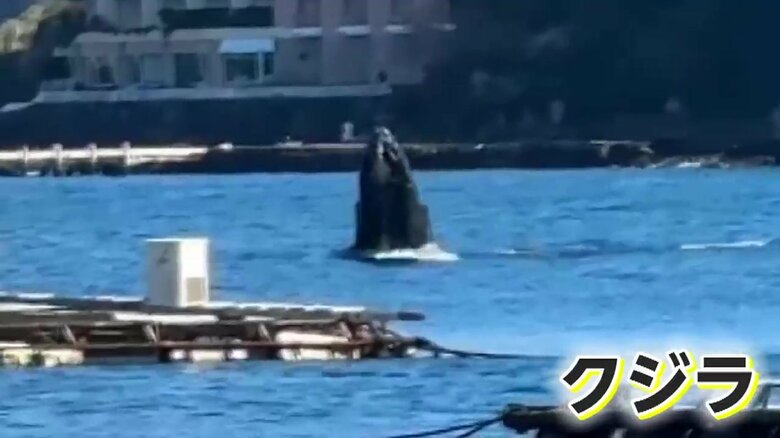 「クジラ」が駿河湾で大ジャンプ　「バシャバシャはねていた」親とはぐれた“迷子”の可能性も　静岡・沼津市｜FNNプライムオンライン