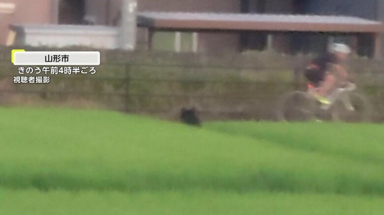【独自】熊出没！市街地に現れたクマが自転車男性とニアミスの瞬間をカメラがとらえる　ドローンで捜索・麻酔銃命中も逃走中　山形市｜FNNプライムオンライン