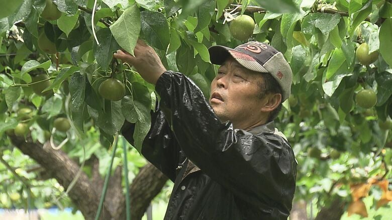 九州北部豪雨9年 大規模土砂崩れ現場には特産のナシの団地 教訓を防災に生かす地域も　大分県日田市｜FNNプライムオンライン
