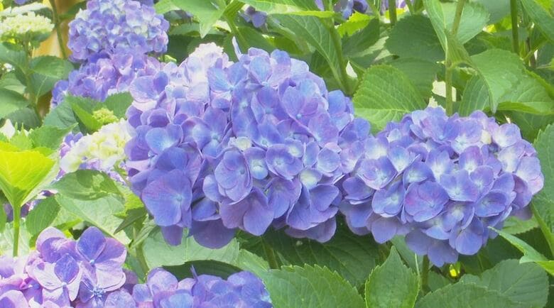 「様々な色が楽しめる」　境内を彩る紫や青の花　古刹のアジサイ見ごろに　あと1週間ほどは楽しめそう｜FNNプライムオンライン
