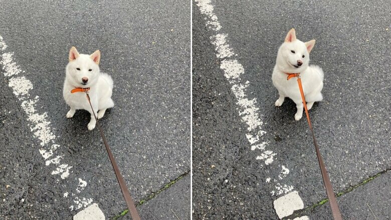 動物病院の帰り道、自宅に戻りたがらないことも