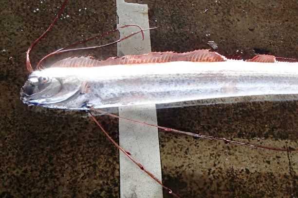リュウグウノツカイ 新潟県農林水産部Facebookより